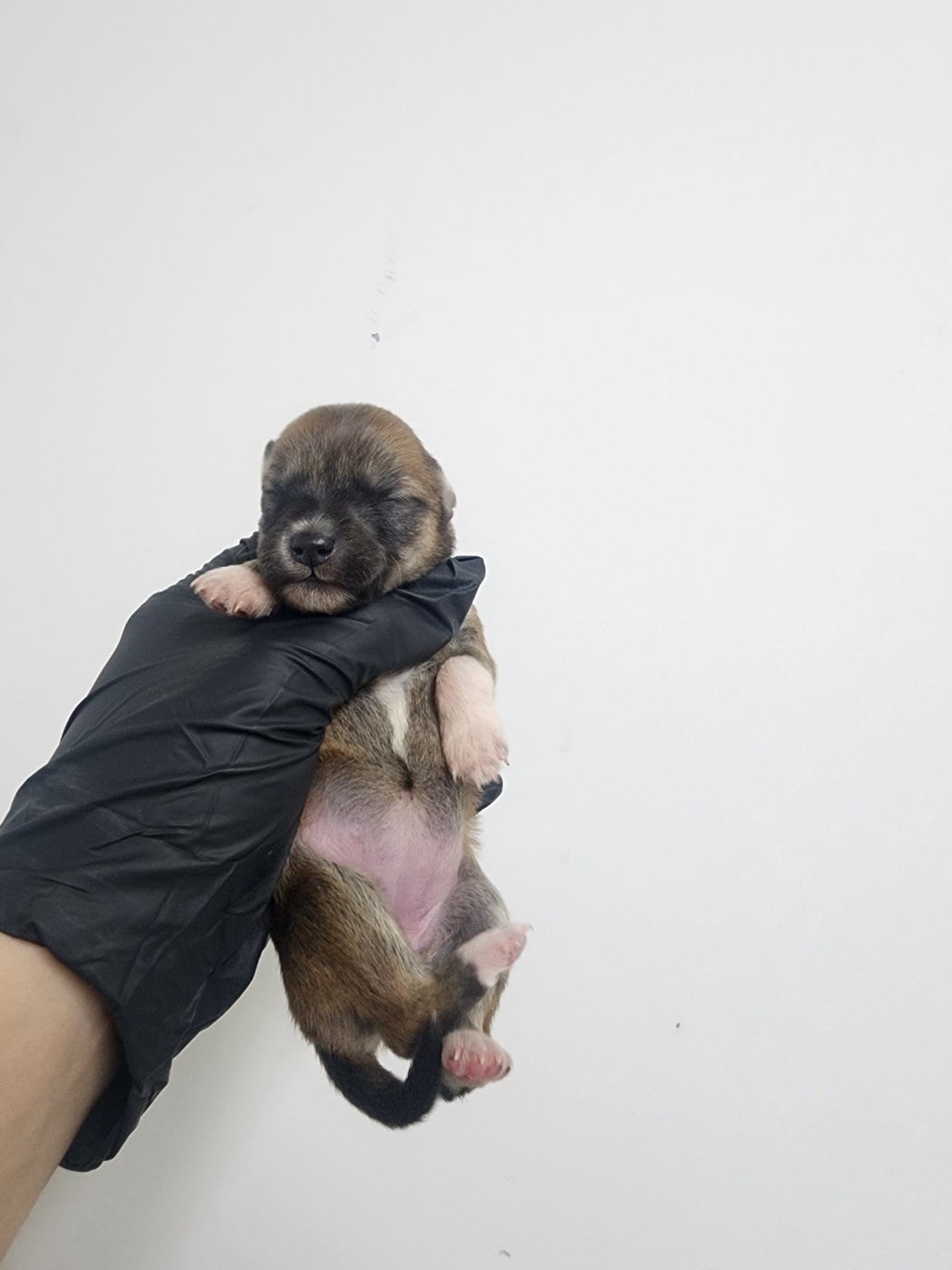 인천수의사회유기동물_428358202500209